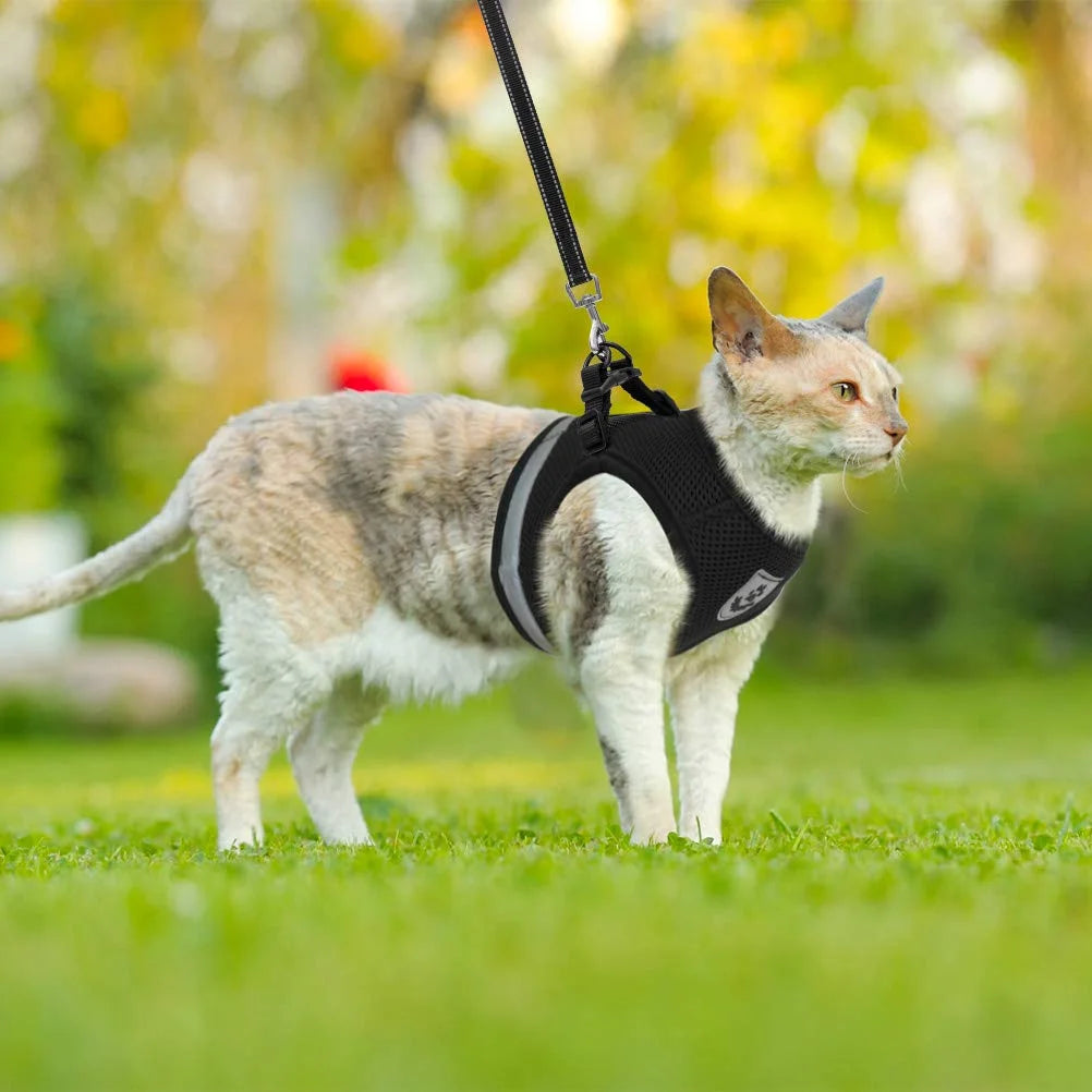 Kitty  Comfort Leash